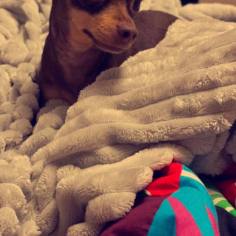 Diva