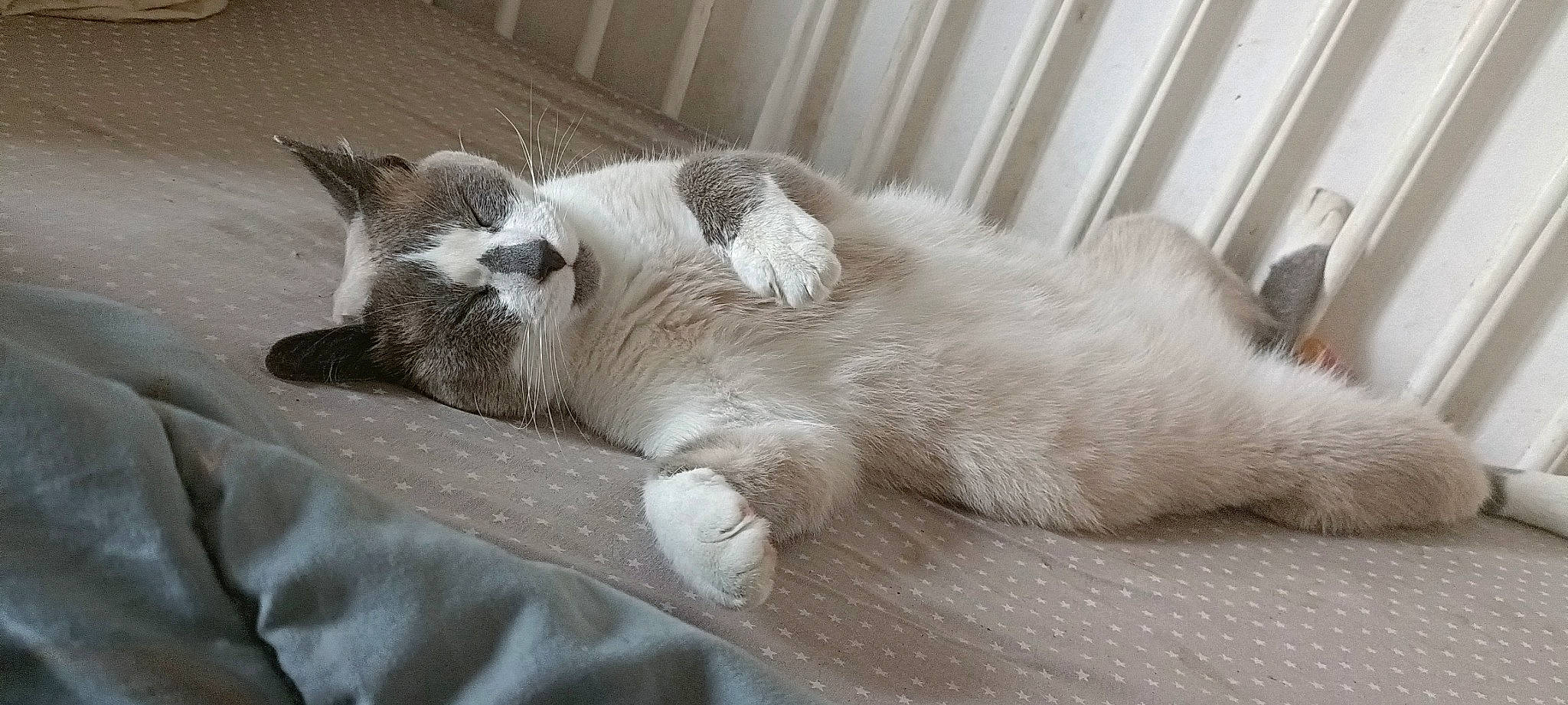 Chance participe au concours pour gagner de l'argent avec cette photo : carnivore, cat, claw, comfort, domestic_short_haired_cat, eye, fawn, felidae, flooring, foot, fur, grey, nap, paw, sleep, small_to_medium_sized_cats, snout, tail, terrestrial_animal, whiskers