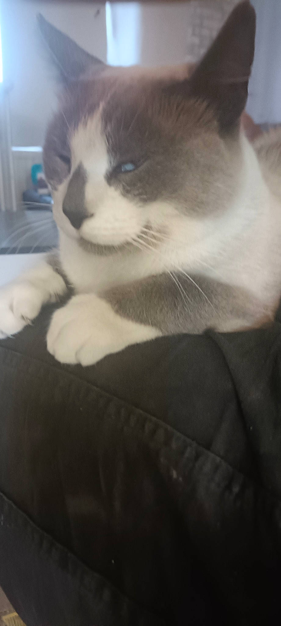 Chance a rejoint le concours — aidez-le/la à gagner de superbes lots ! box, carnivore, cat, claw, comfort, computer_monitor, domestic_short_haired_cat, eye, felidae, fur, human_leg, monochrome, monochrome_photography, paw, sitting, small_to_medium_sized_cats, snout, tail, whiskers, window