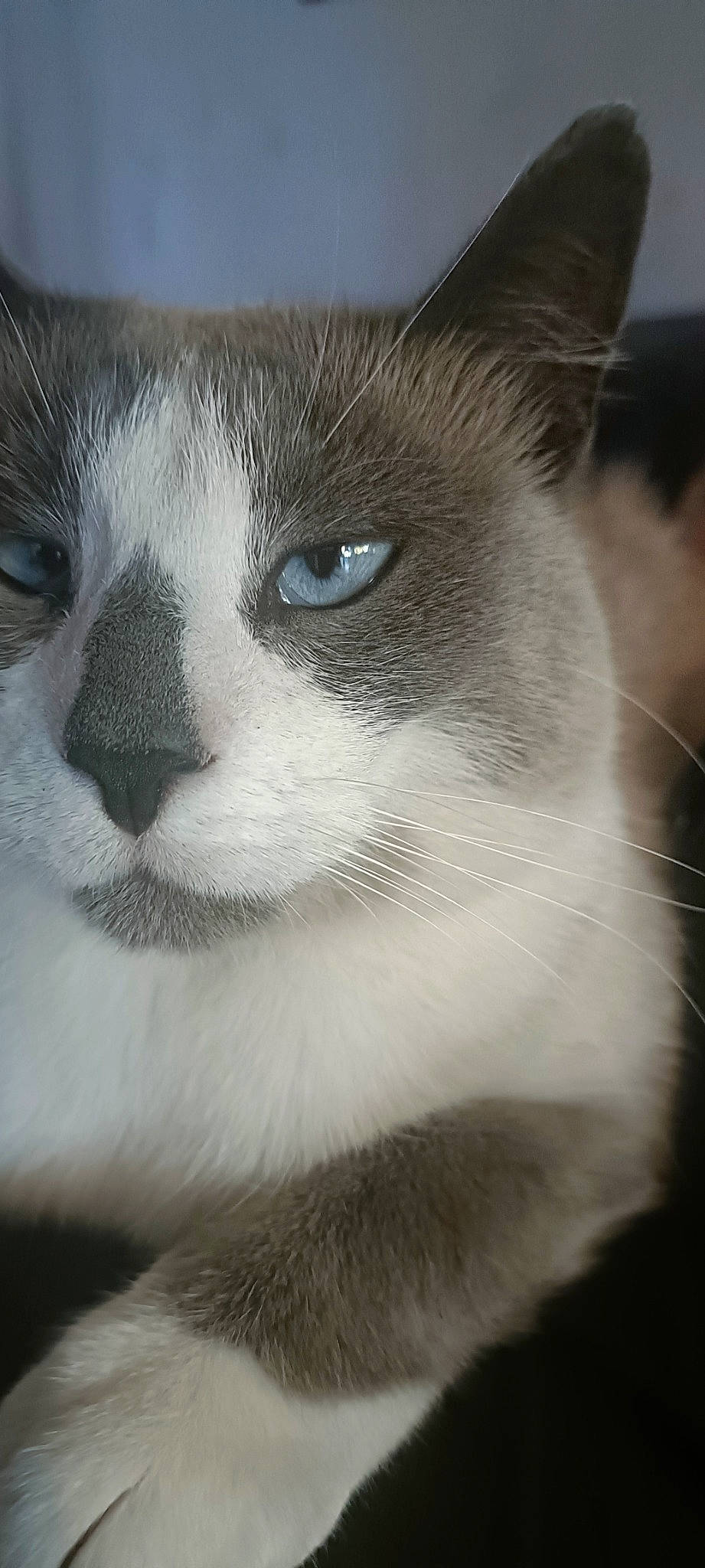 Chance participe au concours pour gagner de l'argent avec cette photo : carnivore, cat, close_up, domestic_short_haired_cat, eye, felidae, fur, iris, monochrome_photography, nose, small_to_medium_sized_cats, snout, terrestrial_animal, thai, whiskers