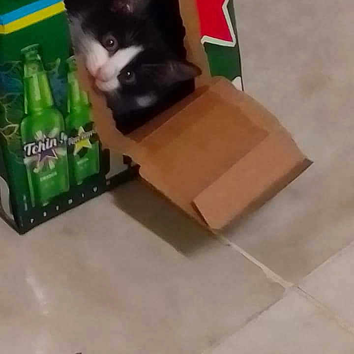 Gana