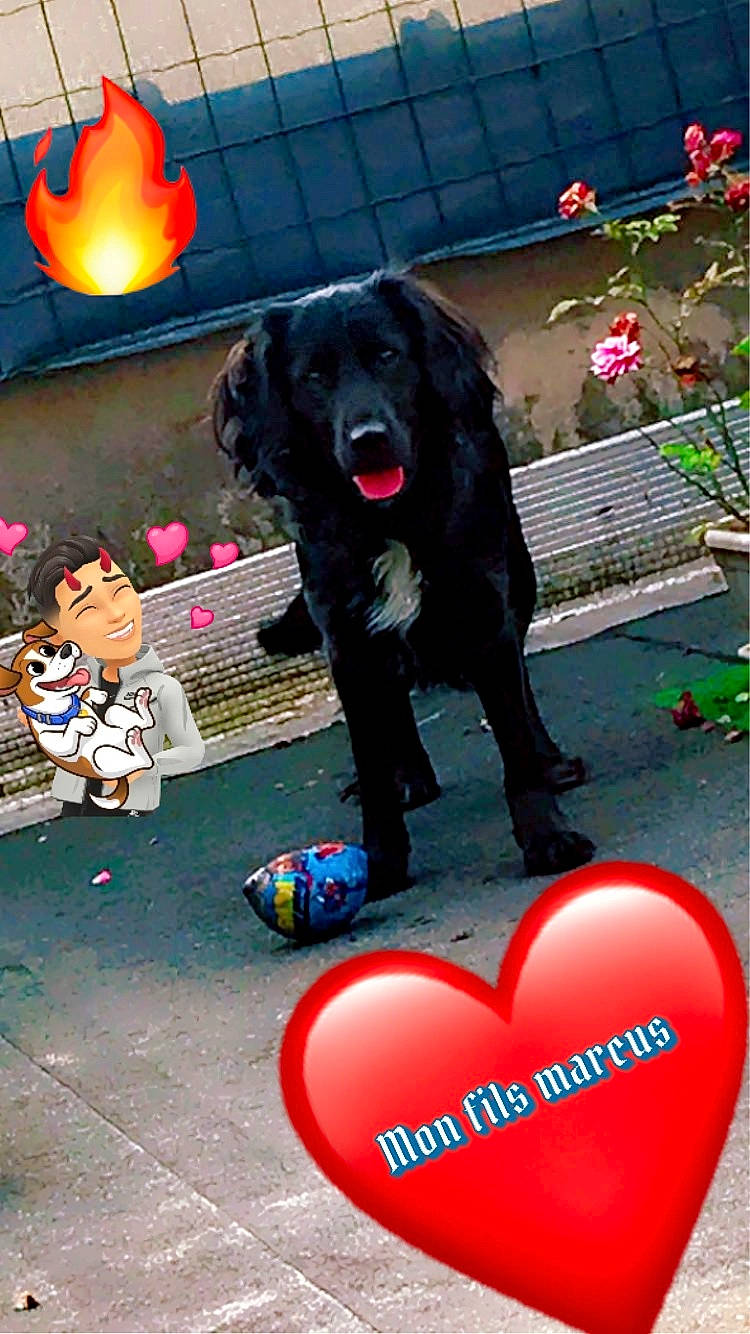 Marcus a rejoint le concours — aidez-le/la à gagner de superbes lots ! animal, balloon, canine, clothing, dog, face, flower, footwear, head, jar, person, pet, petal, photography, plant, portrait, pottedplant, pottery, shoe, vase