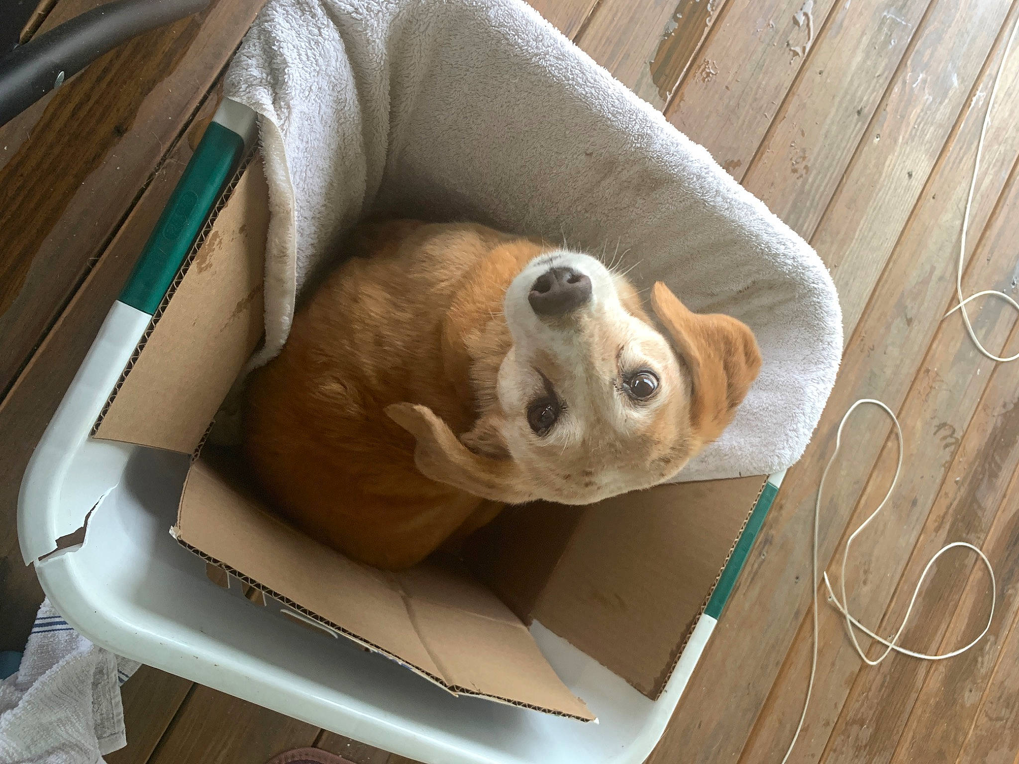 Jazmin is registered to the contest to win money with this photo: animal_shelter, ball, cage, canidae, carnivore, collar, comfort, companion_dog, dog, dog_breed, dog_supply, fawn, hardwood, pet_supply, snout, sporting_group, terrestrial_animal, whiskers, wood, working_animal