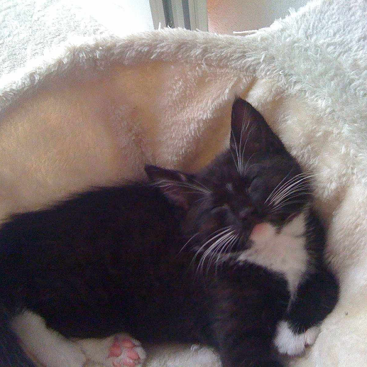 Lola