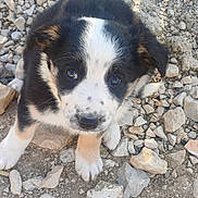 Baya participe au concours pour gagner de l'argent avec cette photo : puppy, dog, young, black_and_white, fur, animal, pet, outdoor, rocky_ground, curious, small, cute, eyes, whiskers, ears, nature, mammal, adorable, sitting, closeup