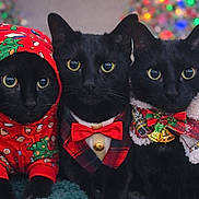 Siblings joined the competition — help win amazing prizes! animal, bells, black_cat, bow_tie, cat, christmas, close_up, costume, cute, decorations, feline, festive, green_rug, holiday_clothing, holiday_season, hoodie, indoor, pets, portrait, three_cats