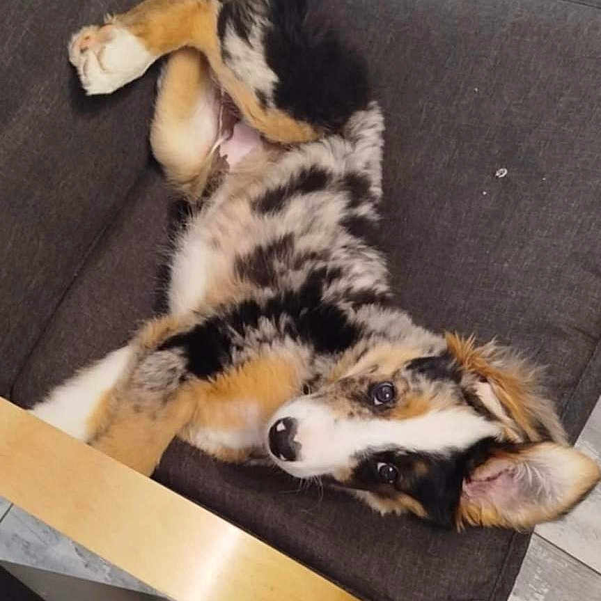 Aïko a rejoint le concours — aidez-le/la à gagner de superbes lots ! animal, chair, couch, cushion, cute, dog, domestic_animal, ears, floor, fur, indoor, looking, lying_down, nose, pet, playful, puppy, tricolor, wooden_armrest, young