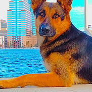 Molly is registered to the contest to win money with this photo: dog, german_shepherd, waterfront, cityscape, skyscraper, urban, animal, pet, canine, outdoor, daylight, alert, fur, portrait, side_view, building, blue_sky, relaxing, guarding, nature
