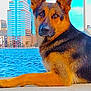 dog, german_shepherd, waterfront, cityscape, skyscraper, urban, animal, pet, canine, outdoor, daylight, alert, fur, portrait, side_view, building, blue_sky, relaxing, guarding, nature