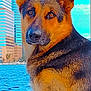 Molly joined the competition — help win amazing prizes! dog, german_shepherd, waterfront, cityscape, skyscraper, urban, outdoor, animal, pet, canine, fur, ears, portrait, daylight, side_view, sitting, alert, nature, calm, background