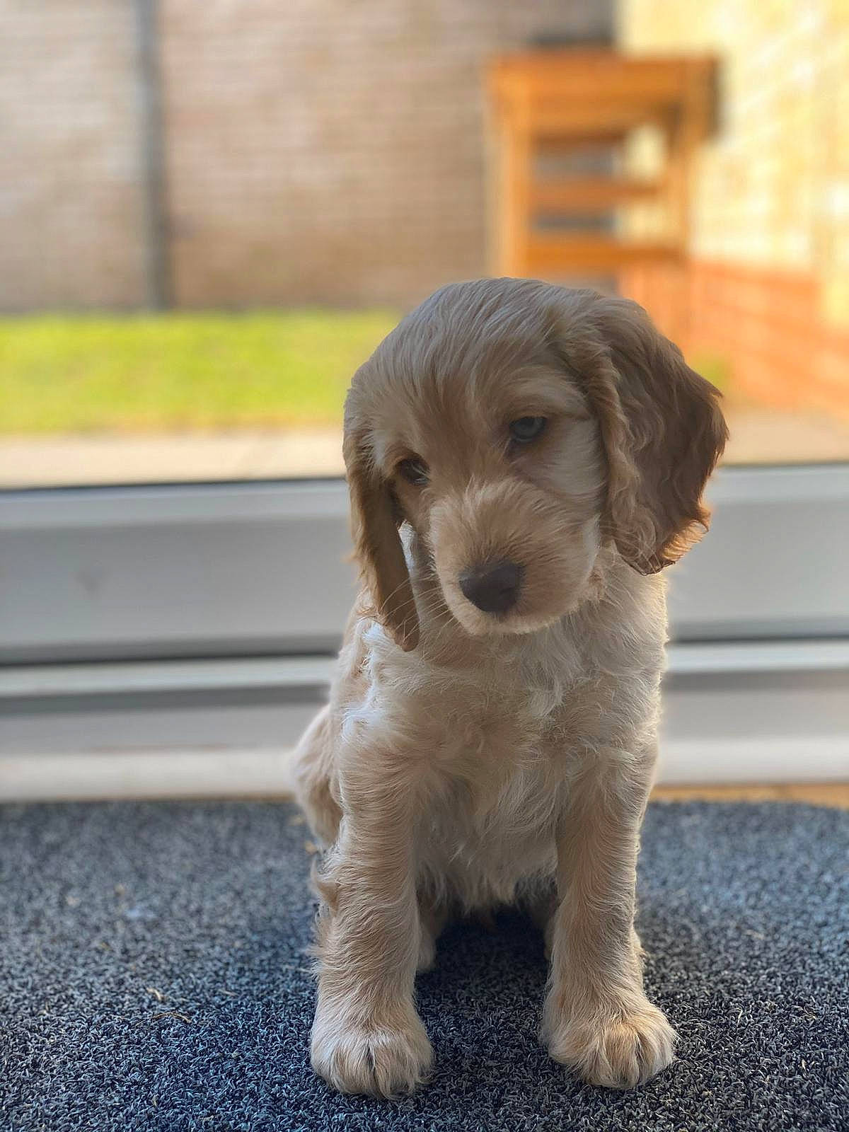 Kenzie is registered to the contest to win money with this photo: basset_fauve_de_bretagne, canidae, carnivore, cockapoo, cocker_spaniel, companion_dog, dog, dog_breed, fawn, goldendoodle, grand_basset_griffon_vendeen, labradoodle, mammal, petit_basset_griffon_vendeen, poodle_crossbreed, puppy, rare_breed_dog, schnoodle, sporting_group, vertebrate