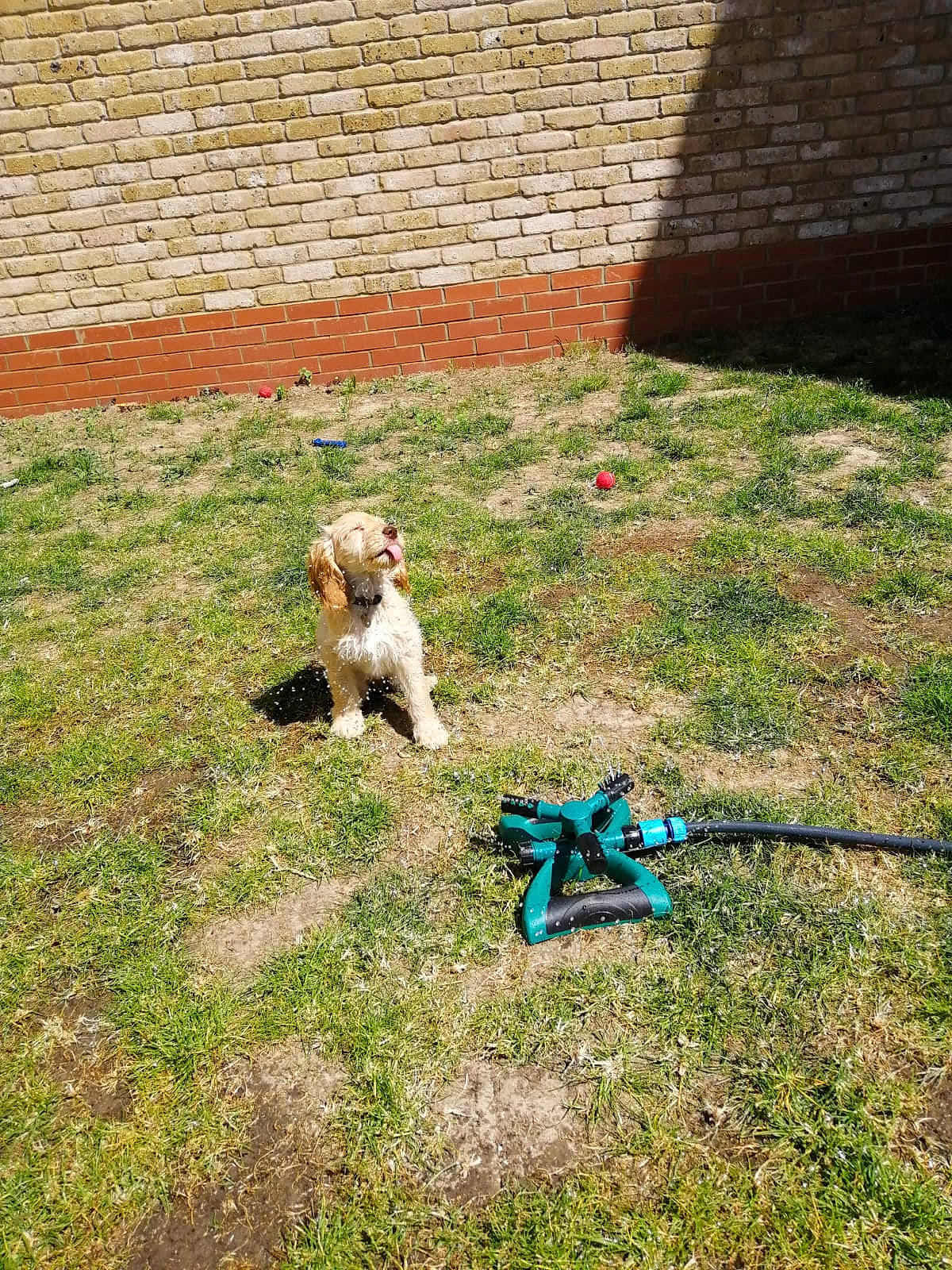 Kenzie is registered to the contest to win money with this photo: backyard, canidae, carnivore, companion_dog, dog, dog_breed, fox_terrier, grass, lawn, puppy, sporting_group, terrier, yard, yorkshire_terrier