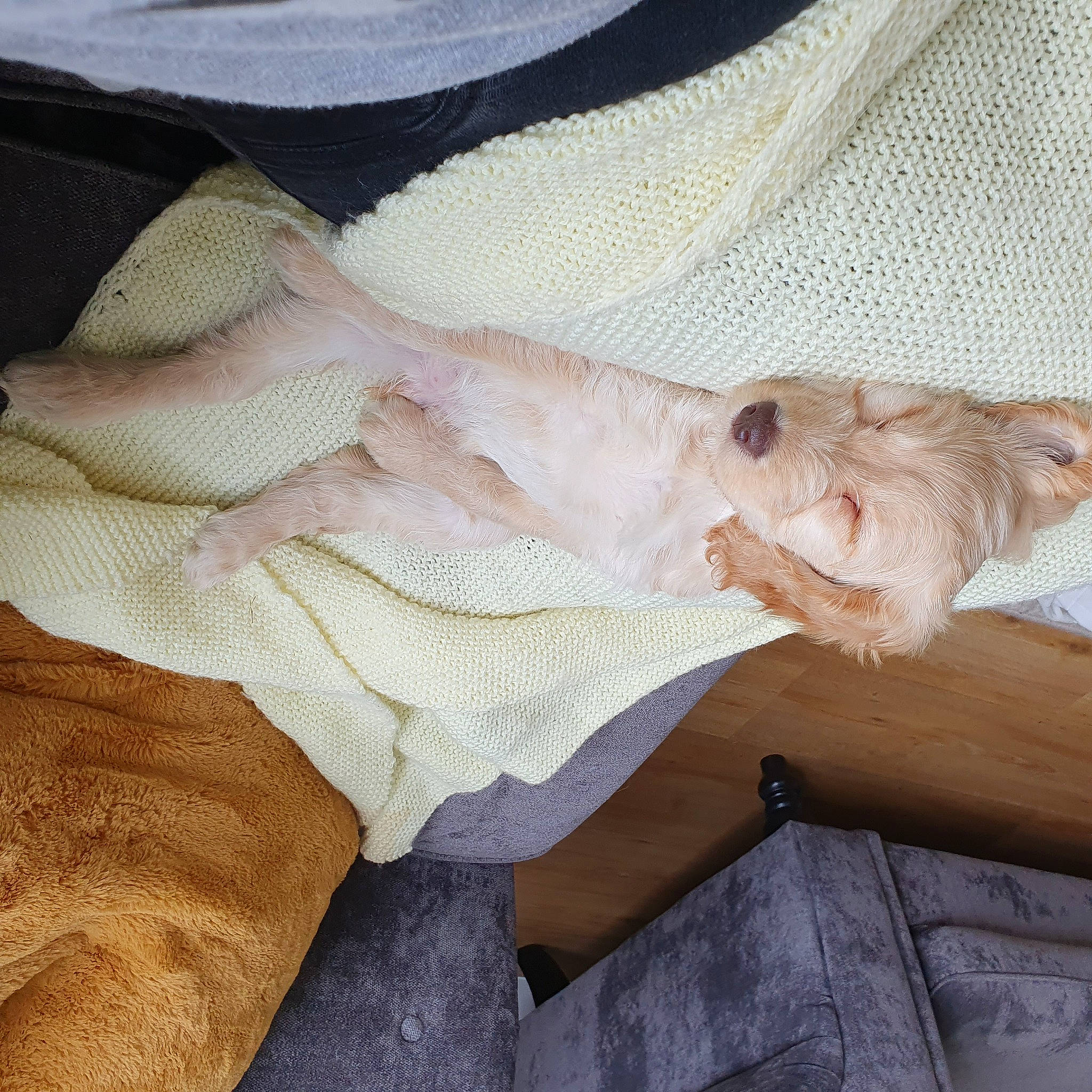 Kenzie is registered to the contest to win money with this photo: canidae, fawn, hand, skin, wood