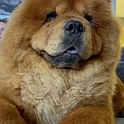 Bella joined the competition — help win amazing prizes! animal, brown, canine, chow_chow, closeup, companion, couch, cozy, cute, dog, domestic, face, fluffy, fur, furniture, indoor, paw, pet, portrait, relaxed