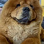 animal, brown, canine, chow_chow, closeup, companion, couch, cozy, cute, dog, domestic, face, fluffy, fur, furniture, indoor, paw, pet, portrait, relaxed