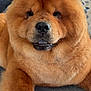 Bella joined the competition — help win amazing prizes! animal, bow, chow_chow, companion, couch, cute, dog, domestic_animal, ears, face, fluffy, fur, furry, indoor, mammal, nose, paw, pet, portrait, relaxed