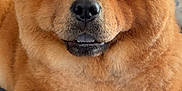 Bella joined the competition — help win amazing prizes! animal, bow, chow_chow, companion, couch, cute, dog, domestic_animal, ears, face, fluffy, fur, furry, indoor, mammal, nose, paw, pet, portrait, relaxed