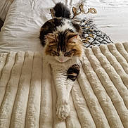 Cookie a rejoint le concours — aidez-le/la à gagner de superbes lots ! cat, calico_cat, fluffy, longhaired, pet, feline, animal, bed, blanket, bedding, bedroom, cozy, sleeping, lounging, sitting, paws, tail, whiskers, indoors, portrait