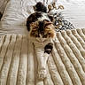 cat, calico_cat, fluffy, longhaired, pet, feline, animal, bed, blanket, bedding, bedroom, cozy, sleeping, lounging, sitting, paws, tail, whiskers, indoors, portrait