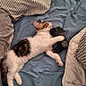 Cookie participe au concours pour gagner de l'argent avec cette photo : cat, kitten, pet, sleeping, relaxed, lying_down, bed, bedding, blanket, pillow, game_controller, gaming, bedroom, indoor, white_fur, tabby, calico, whiskers, cute, playful