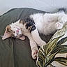 cat, calico_cat, white_fur, fluffy, sleeping, relaxed, lying_down, stretched_out, paw, pink_nose, whiskers, closed_eyes, bed, blanket, pillow, bedding, indoor, cozy, pet, cute