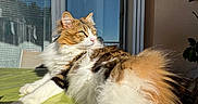 Cookie a rejoint le concours — aidez-le/la à gagner de superbes lots ! cat, long_haired_cat, fluffy, furry, calico, orange, white, pet, animal, whiskers, ears, eyes, tail, sitting, lounging, sunlight, window, cushion, indoor, portrait