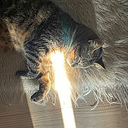 Isis a rejoint le concours — aidez-le/la à gagner de superbes lots ! cat, tabby, sleeping, resting, sunbeam, rug, fluffy, indoor, cozy, wooden_floor, pet, animal, feline, relaxed, whiskers, paw, fur, light, shadow, peaceful