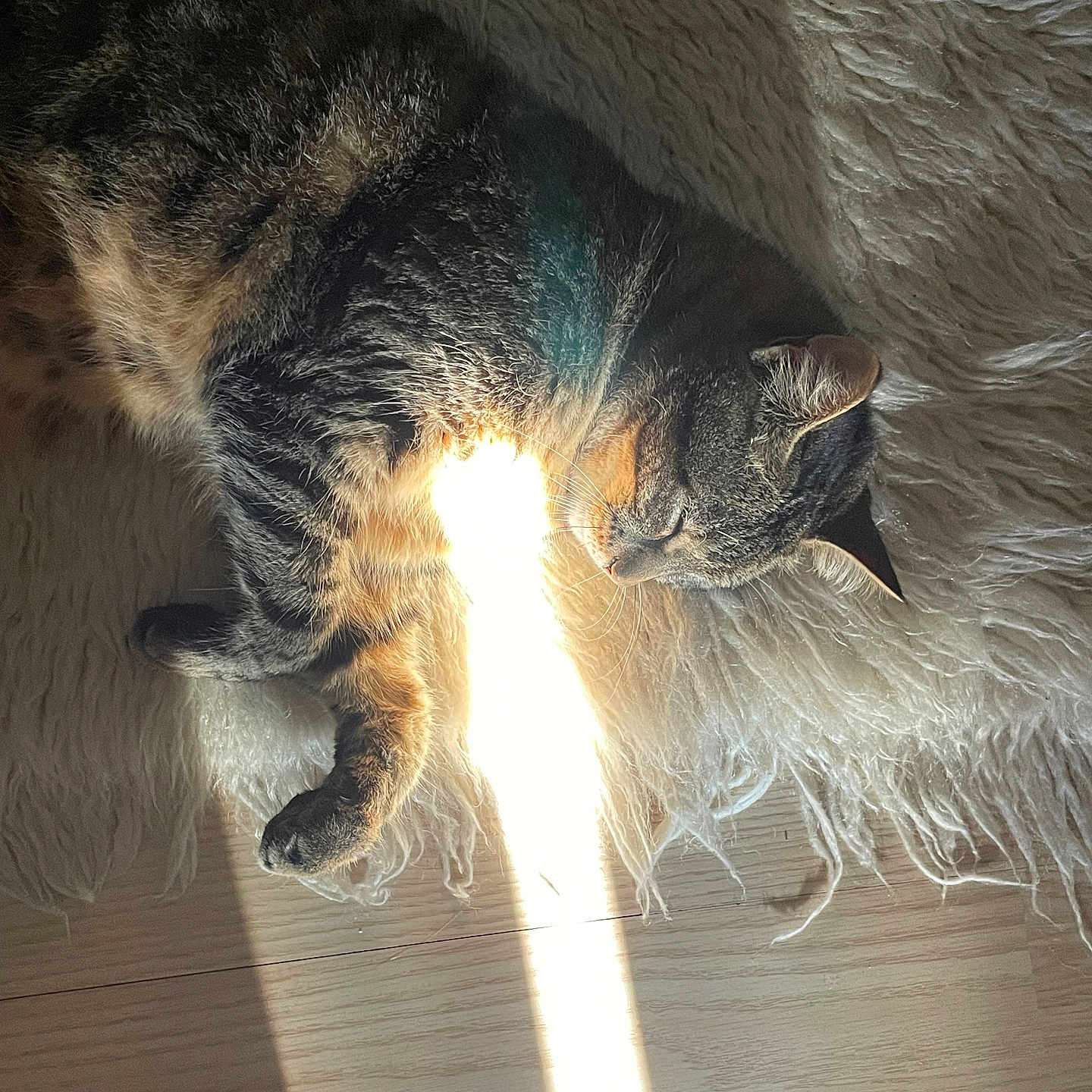 Isis a rejoint le concours — aidez-le/la à gagner de superbes lots ! animal, cat, cozy, feline, fluffy, fur, indoor, light, paw, peaceful, pet, relaxed, resting, rug, shadow, sleeping, sunbeam, tabby, whiskers, wooden_floor