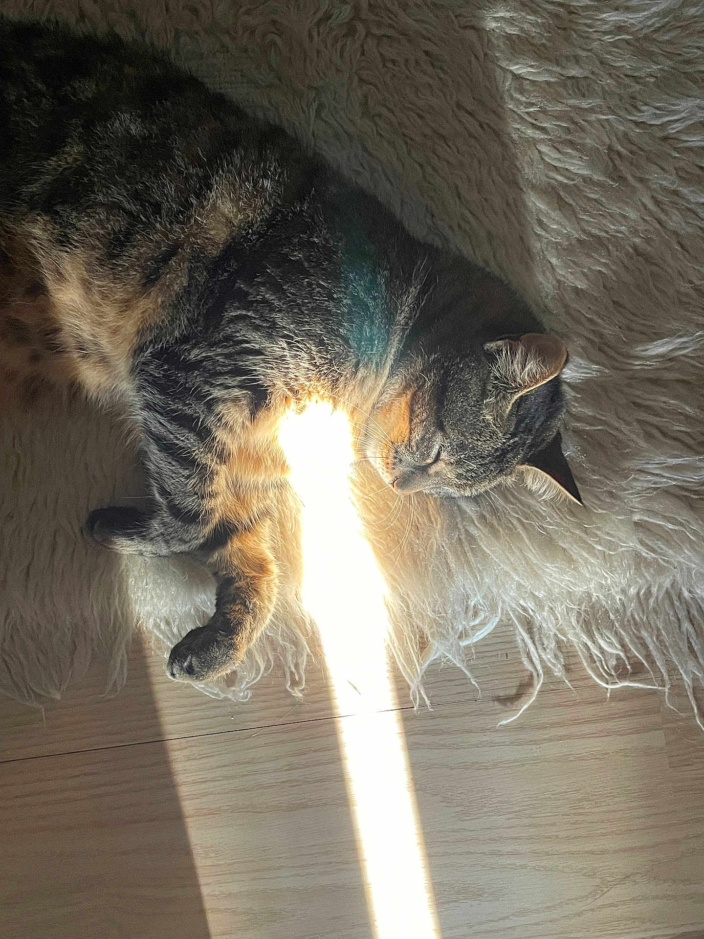 Isis a rejoint le concours — aidez-le/la à gagner de superbes lots ! cat, tabby, sleeping, resting, sunbeam, rug, fluffy, indoor, cozy, wooden_floor, pet, animal, feline, relaxed, whiskers, paw, fur, light, shadow, peaceful