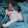 Abricots a rejoint le concours — aidez-le/la à gagner de superbes lots ! kitten, cat, sleeping, white_fur, tabby markings, blue_blanket, cozy, cute, indoors, pet, animal, resting, closed_eyes, pink_nose, whiskers, paw, fluffy, relaxed, portrait, blanket