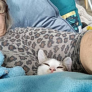 Abricots a rejoint le concours — aidez-le/la à gagner de superbes lots ! kitten, cat, sleepy, white_fur, gray_fur, pink_nose, animal, blanket, blue_blanket, couch, pillow, person, glasses, leopard_print, indoor, home, cozy, relaxed, portrait, cute