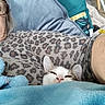 kitten, cat, sleepy, white_fur, gray_fur, pink_nose, animal, blanket, blue_blanket, couch, pillow, person, glasses, leopard_print, indoor, home, cozy, relaxed, portrait, cute