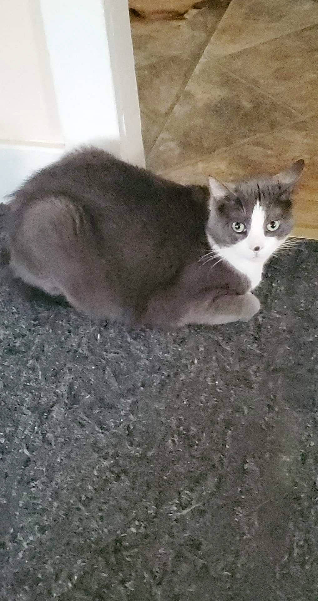 Mandalay is registered to the contest to win money with this photo: carnivore, cat, claw, domestic_short_haired_cat, felidae, flooring, fur, grey, paw, road_surface, small_to_medium_sized_cats, snout, soil, tail, terrestrial_animal, whiskers