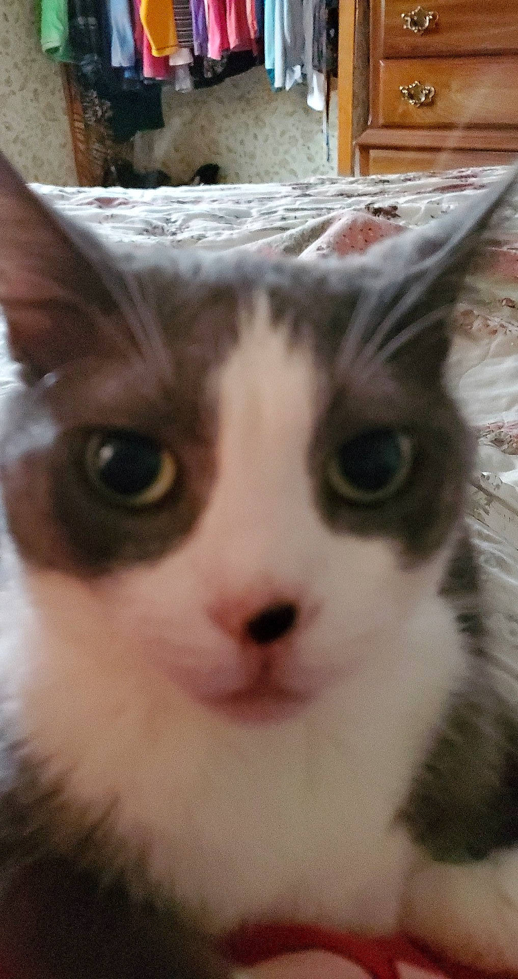 Mandalay is registered to the contest to win money with this photo: carnivore, cat, curious, domestic_short_haired_cat, felidae, fur, iris, mammal, small_to_medium_sized_cats, snout, terrestrial_animal, vertebrate, whiskers, window, wood