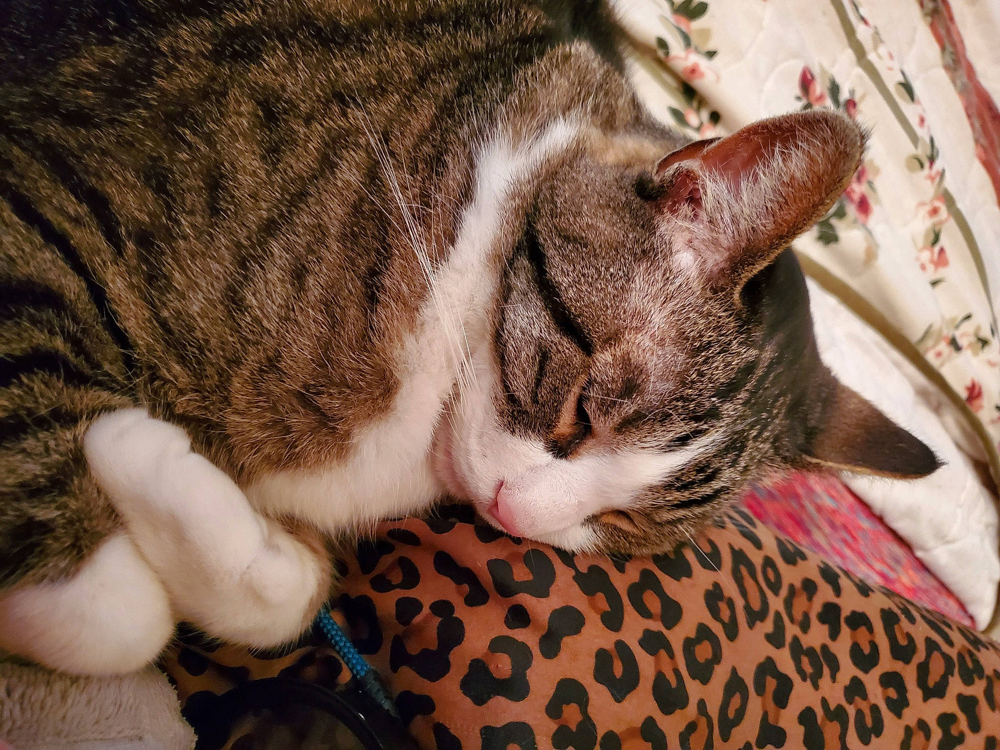 Otheo is registered to the contest to win money with this photo: carnivore, cat, claw, comfort, domestic_short_haired_cat, ear, fawn, felidae, fur, hand, head, nap, paw, sleep, small_to_medium_sized_cats, tail, terrestrial_animal, tree, whiskers