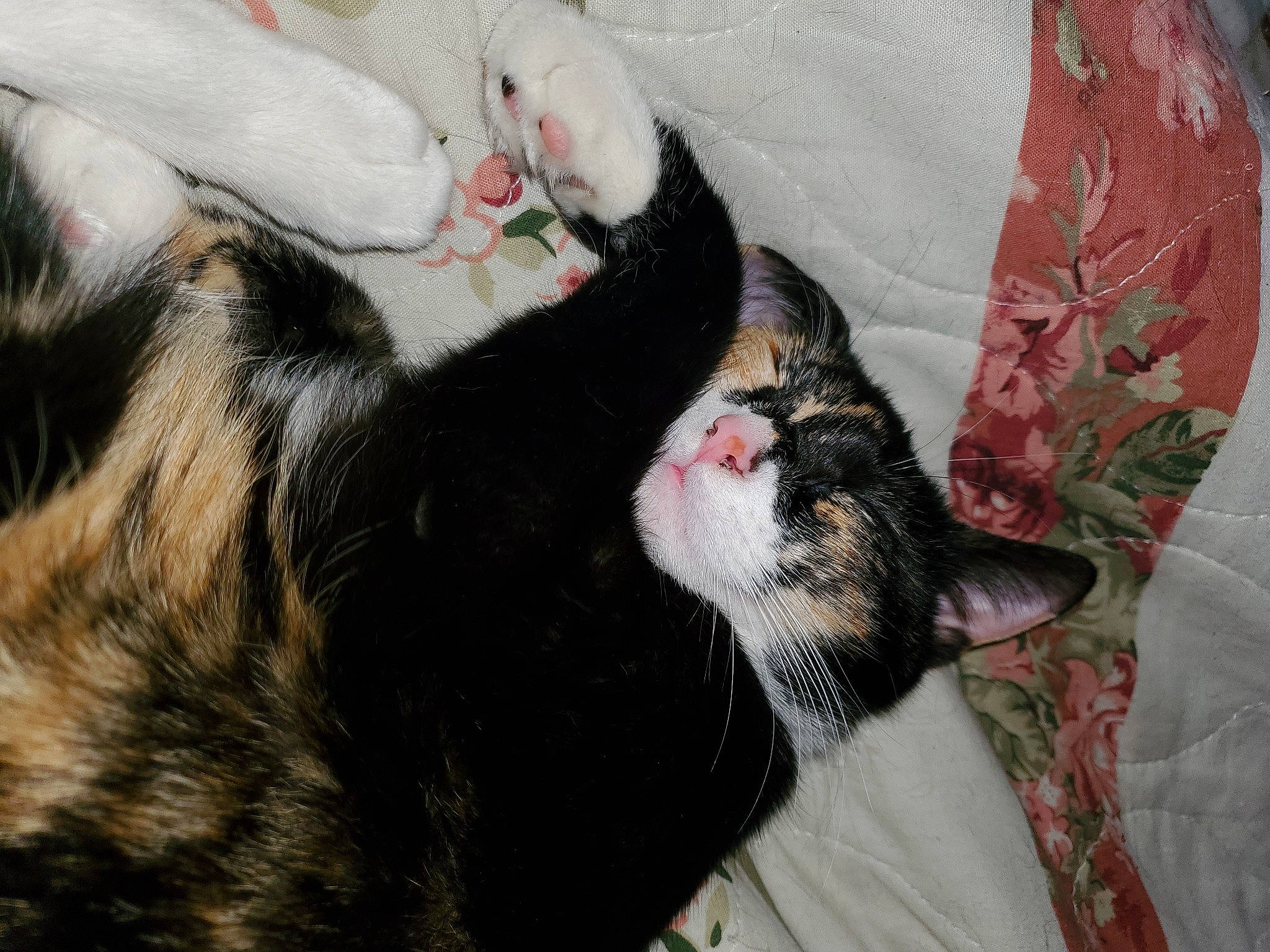 Calypso joined the competition — help win amazing prizes! canidae, carnivore, cat, claw, comfort, companion_dog, dog_breed, domestic_short_haired_cat, ear, felidae, foot, fur, linens, paw, small_to_medium_sized_cats, snout, sporting_group, tail, terrestrial_animal, whiskers