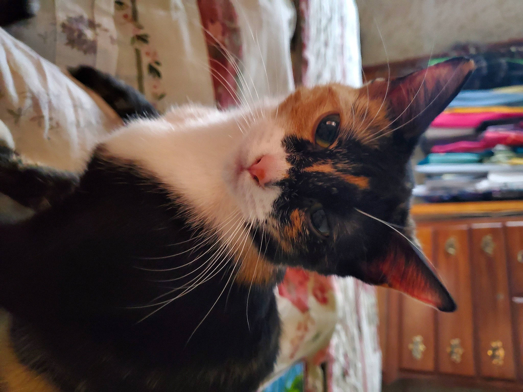 Calypso joined the competition — help win amazing prizes! black_cat, cabinetry, carnivore, cat, chest_of_drawers, claw, comfort, cupboard, domestic_short_haired_cat, drawer, ear, fang, felidae, fur, paw, small_to_medium_sized_cats, snout, whiskers, window, wood