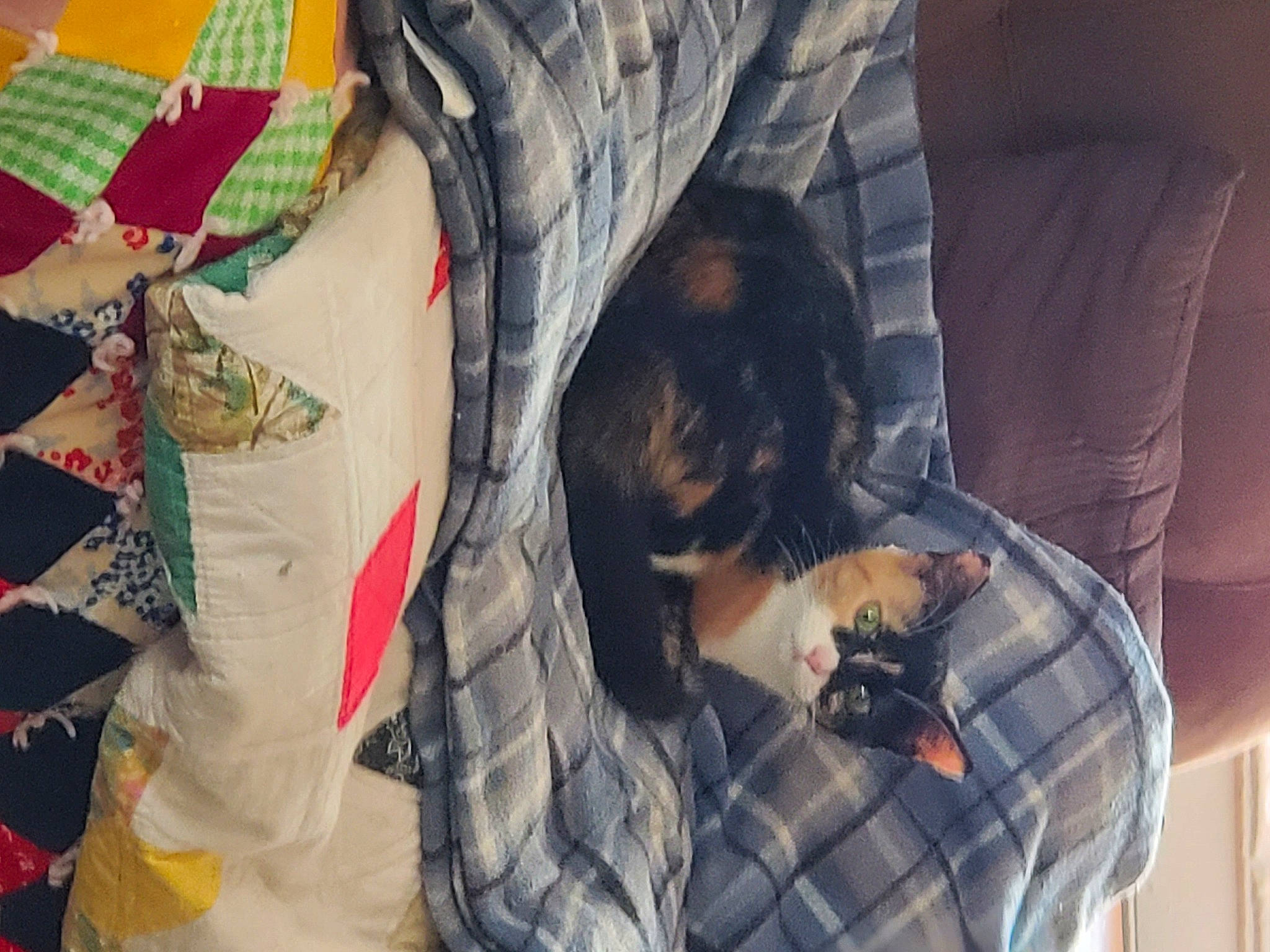 Calypso is registered to the contest to win money with this photo: carmine, carnivore, comfort, companion_dog, couch, dog, dog_breed, felidae, fur, linens, mammal, nap, pattern, plaid, room, small_to_medium_sized_cats, sporting_group, tartan, textile, tree