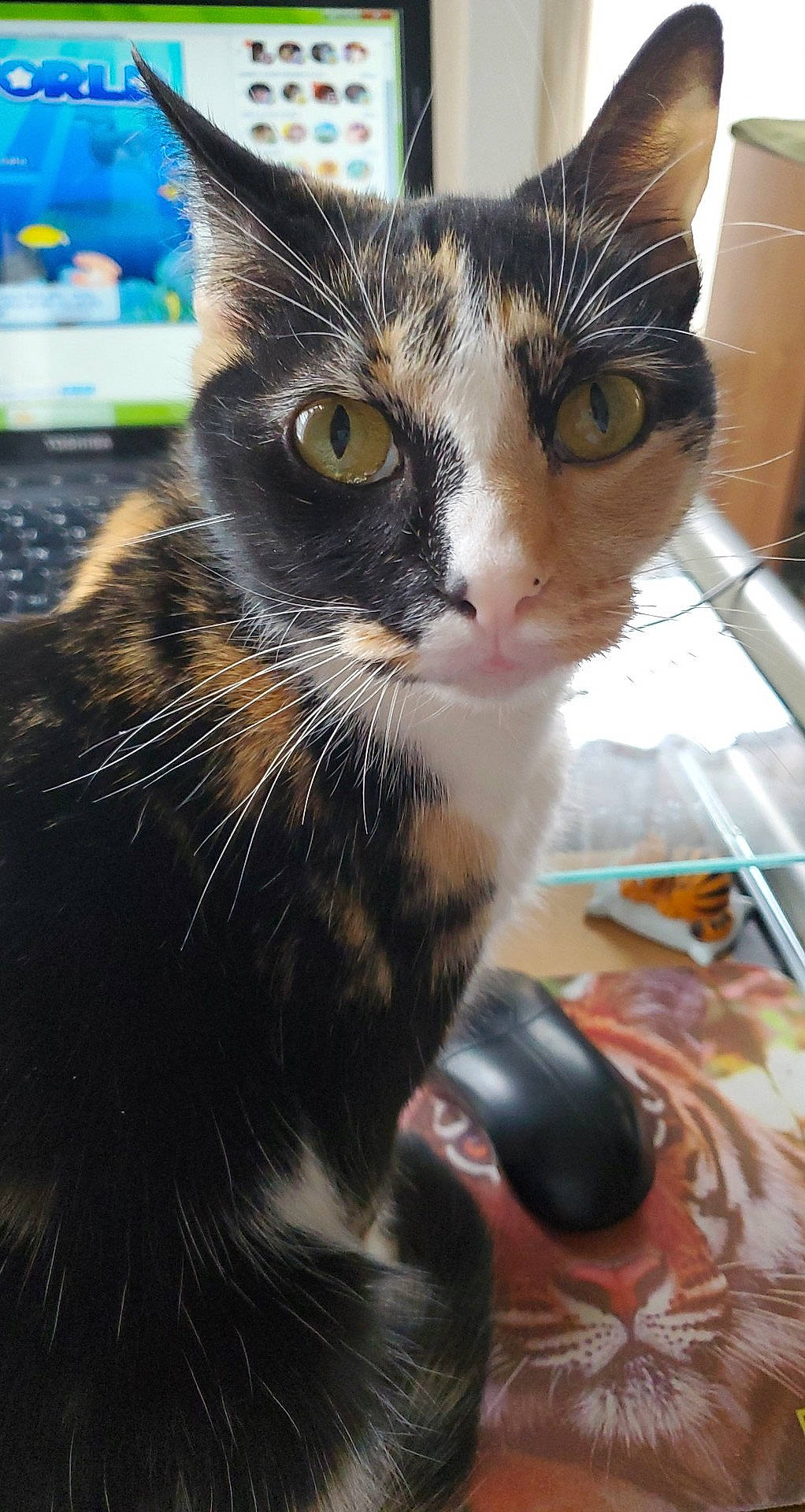 Hestia is registered to the contest to win money with this photo: carnivore, cat, claw, domestic_short_haired_cat, ear, eye, felidae, fur, hair, mouse, paw, photography, small_to_medium_sized_cats, snout, whiskers, window