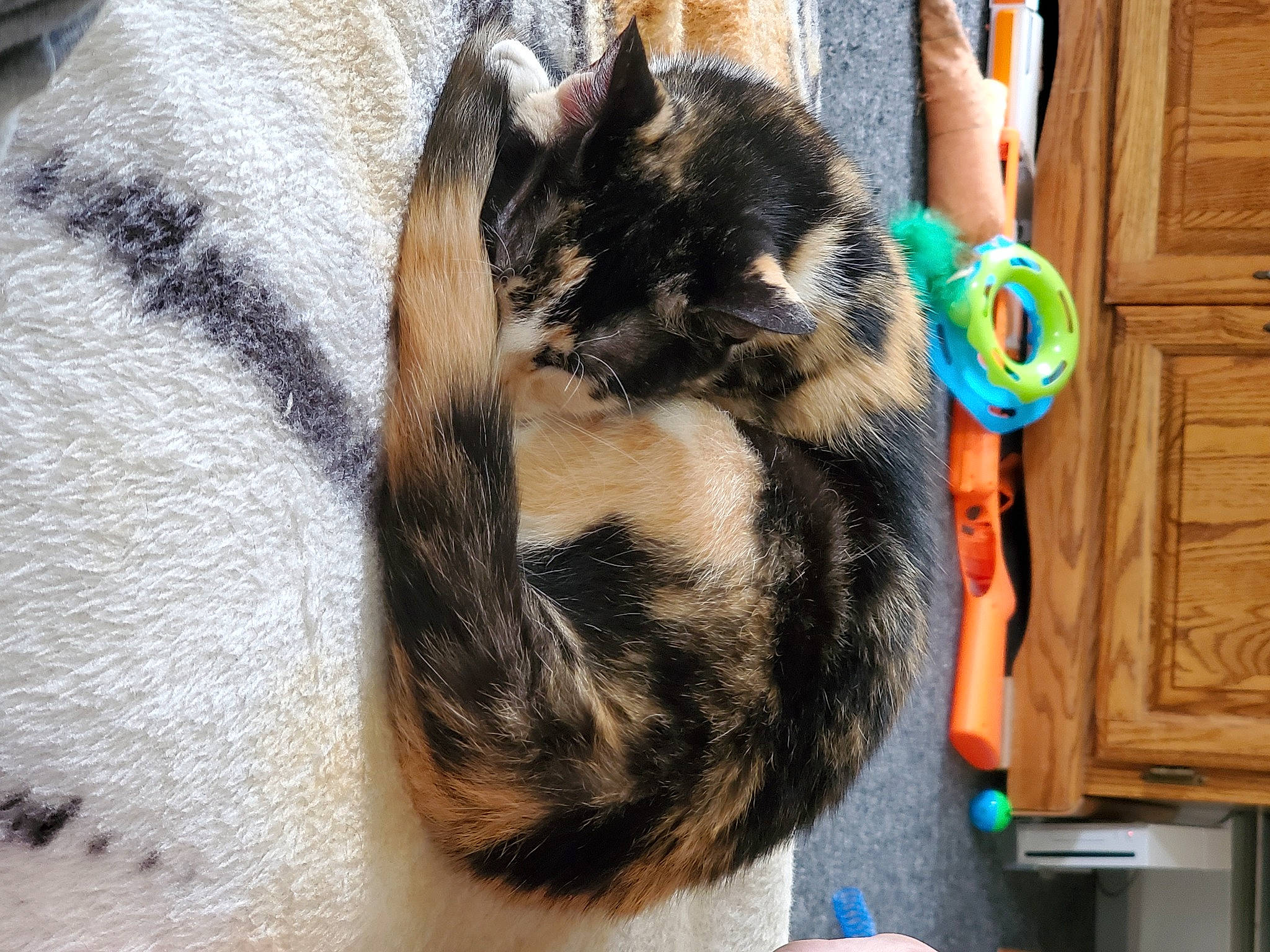 Hestia is registered to the contest to win money with this photo: canidae, carnivore, cat, comfort, dog_breed, domestic_short_haired_cat, fawn, felidae, fur, nap, paw, small_to_medium_sized_cats, snout, sporting_group, tail, whiskers