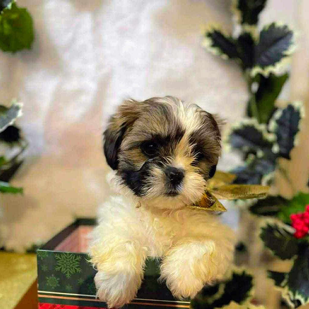 Cookie joined the competition — help win amazing prizes! adorable, animal, box, christmas, christmas_decoration, cute, decorations, dog, festive, fluffy, fur, greenery, holiday, holiday_season, indoors, pet, portrait, puppy, red_berries, small