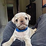 puppy, dog, pug, blue_collar, pet, indoor, floor, human_lap, curious, cute, animal, young, canine, resting, looking, domestic, small, fur, portrait, companion