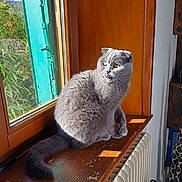 Elv a rejoint le concours — aidez-le/la à gagner de superbes lots ! cat, gray_cat, windowsill, window, sunlight, indoor, wooden_surface, radiator, greenery, plant, tongue_out, pet, feline, fur, cozy, domestic, animal, natural_light, looking_away, ears
