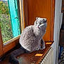 cat, gray_cat, windowsill, window, sunlight, indoor, wooden_surface, radiator, greenery, plant, tongue_out, pet, feline, fur, cozy, domestic, animal, natural_light, looking_away, ears