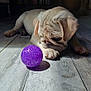 Archi a rejoint le concours — aidez-le/la à gagner de superbes lots ! puppy, dog, pug, ball, purple_ball, floor, wooden_floor, pet, cute, animal, indoor, toy, playing, curious, small_dog, young_dog, light_and_shadow, home, background, furniture