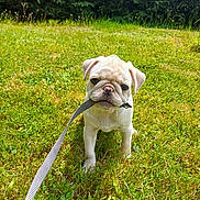 Archi a rejoint le concours — aidez-le/la à gagner de superbes lots ! puppy, dog, pug, leash, grass, outdoor, pet, animal, cute, young, greenery, nature, playful, small, mammal, canine, adorable, standing, garden, sunlight