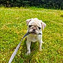 puppy, dog, pug, leash, grass, outdoor, pet, animal, cute, young, greenery, nature, playful, small, mammal, canine, adorable, standing, garden, sunlight