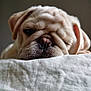 dog, pug, sleepy, resting, close_up, wrinkled_face, pet, animal, cute, indoors, soft_surface, relaxed, mammal, nose, ears, fur, portrait, face, domestic_animal, canine