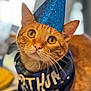 Carrots is registered to the contest to win money with this photo: cat, orange_cat, feline, ginger_fur, whiskers, party_hat, blue_hat, bandana, birthday, celebration, close_up, portrait, golden_eyes, ears, nose, collar, pet, indoor, accessory, cute