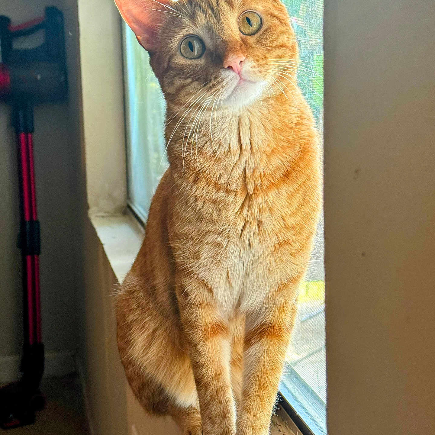 Carrots is registered to the contest to win money with this photo: cat, close_up, curious, ears, eyes, fur, ginger_cat, home, indoor, looking_up, natural_light, paws, pet, portrait, sitting, sunlight, tabby, whiskers, window, windowsill